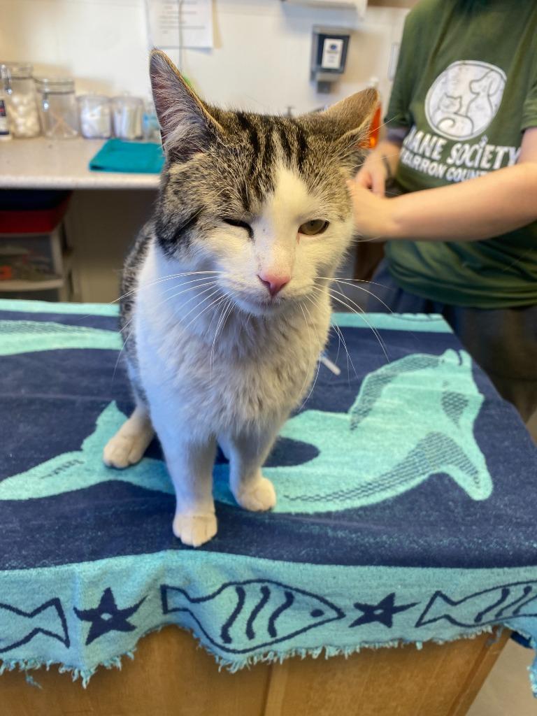 Enlarge Epsilon, a Adopted American Shorthair in Barron, WI image 4/6