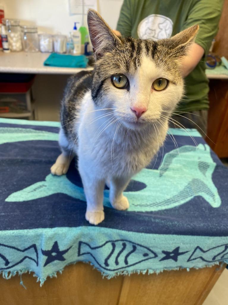 Enlarge Epsilon, a Adopted American Shorthair in Barron, WI image 5/6
