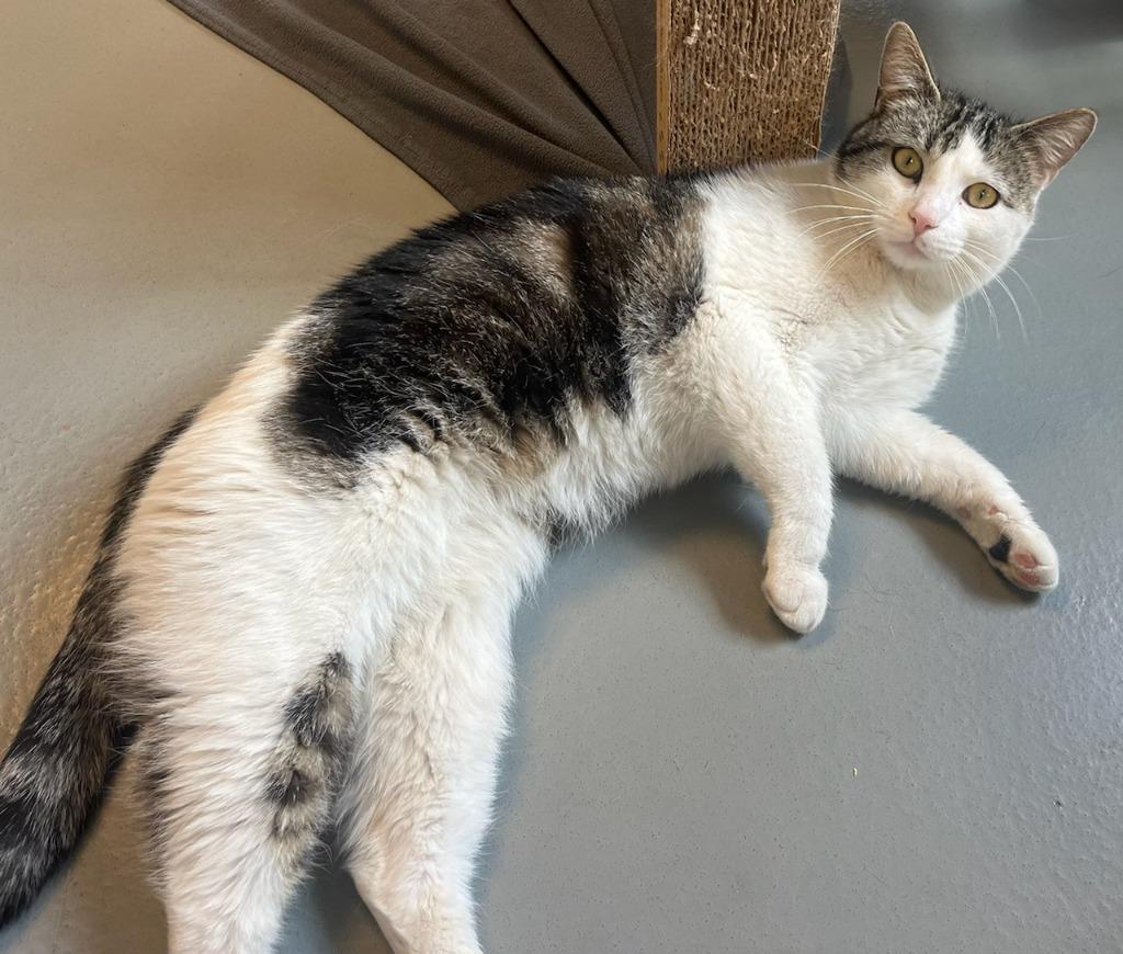 Enlarge Epsilon, a Adopted American Shorthair in Barron, WI image 6/6
