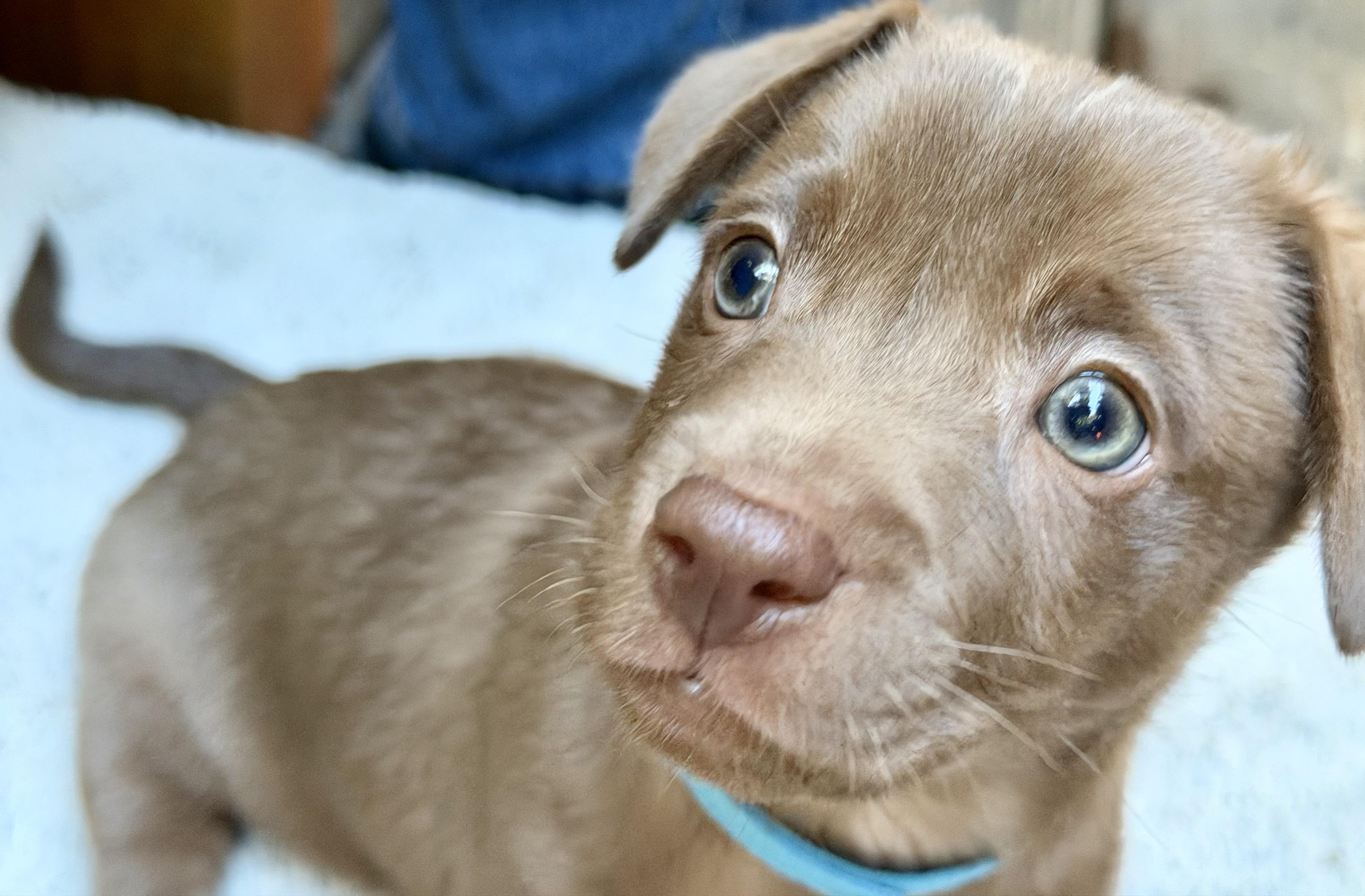 Enlarge Coffee Litter Macchiato, a Adopted mixed breed in Redwood City, CA image 3/6