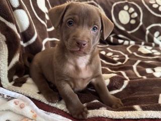 Enlarge Coffee Litter Macchiato, a Adopted mixed breed in Redwood City, CA image 4/6