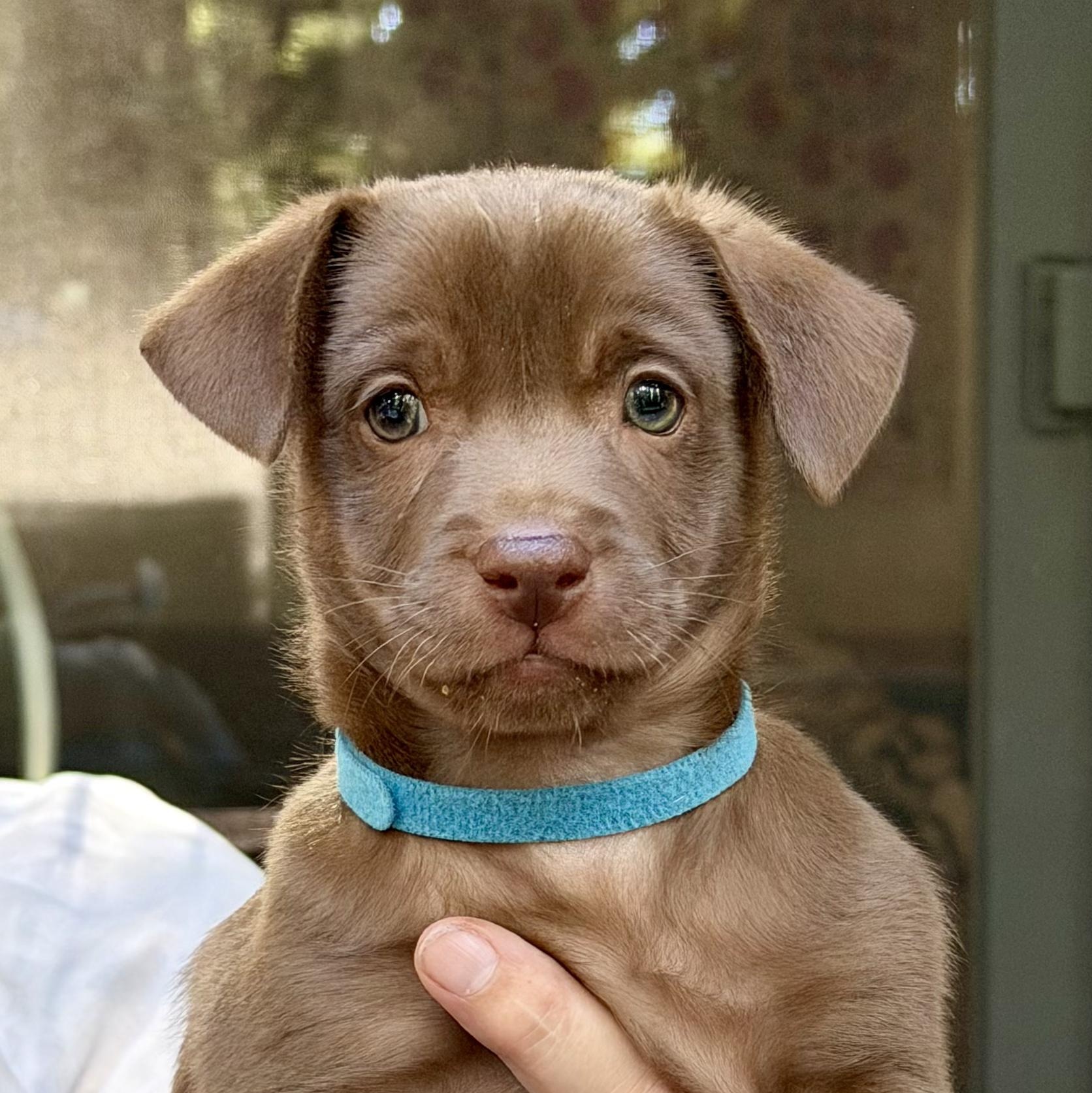 Coffee Litter Macchiato, Adopted, Puppy Male Dachshund & Chihuahua.