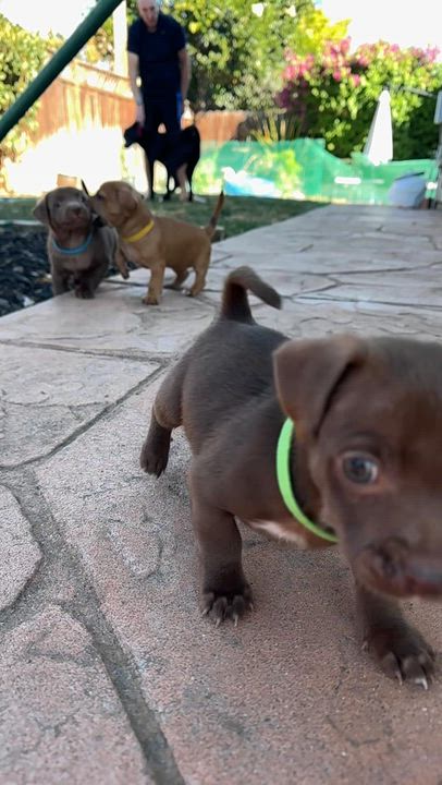 Enlarge Coffee Litter Macchiato, a Adopted mixed breed in Redwood City, CA video 2/6