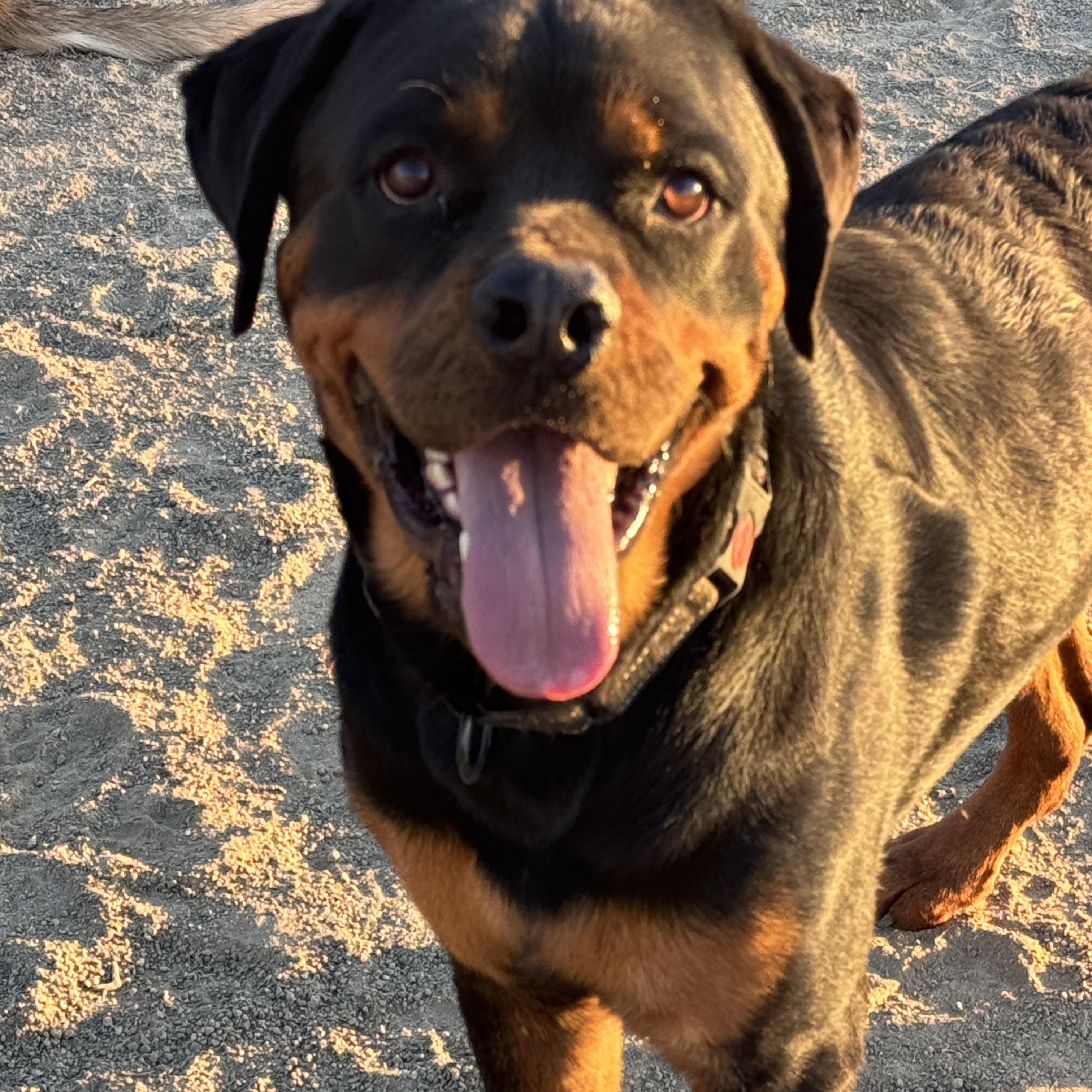 Enlarge Rhino, a ADOPTABLE Rottweiler in Perris, CA image 5/5
