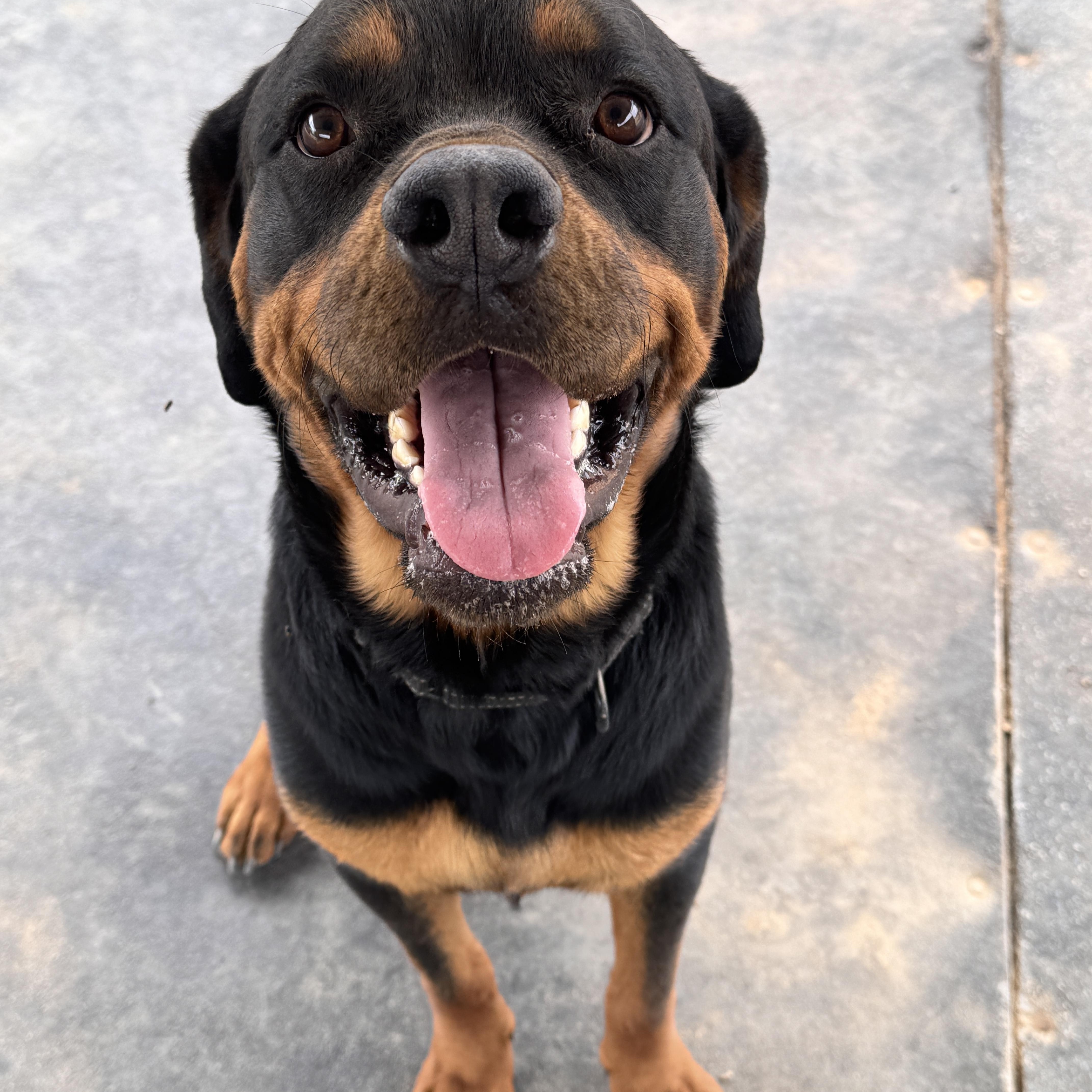 Enlarge Rhino, a ADOPTABLE Rottweiler in Perris, CA image 2/5