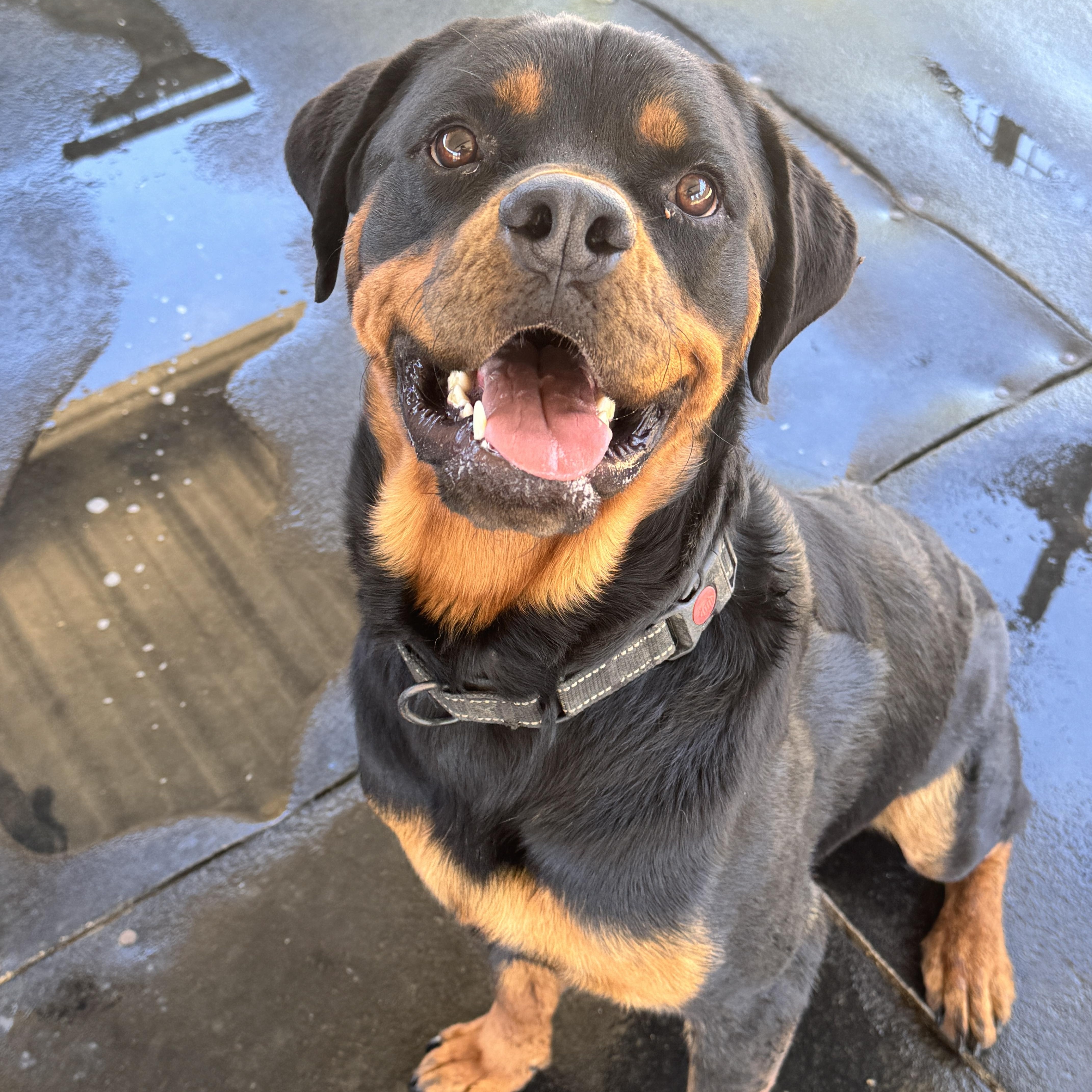 Enlarge Rhino, a ADOPTABLE Rottweiler in Perris, CA image 1/5