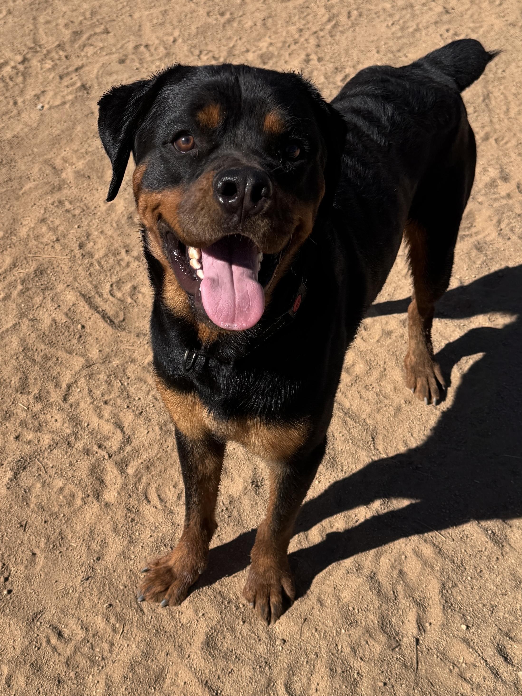 Enlarge Rhino, a ADOPTABLE Rottweiler in Perris, CA image 3/5