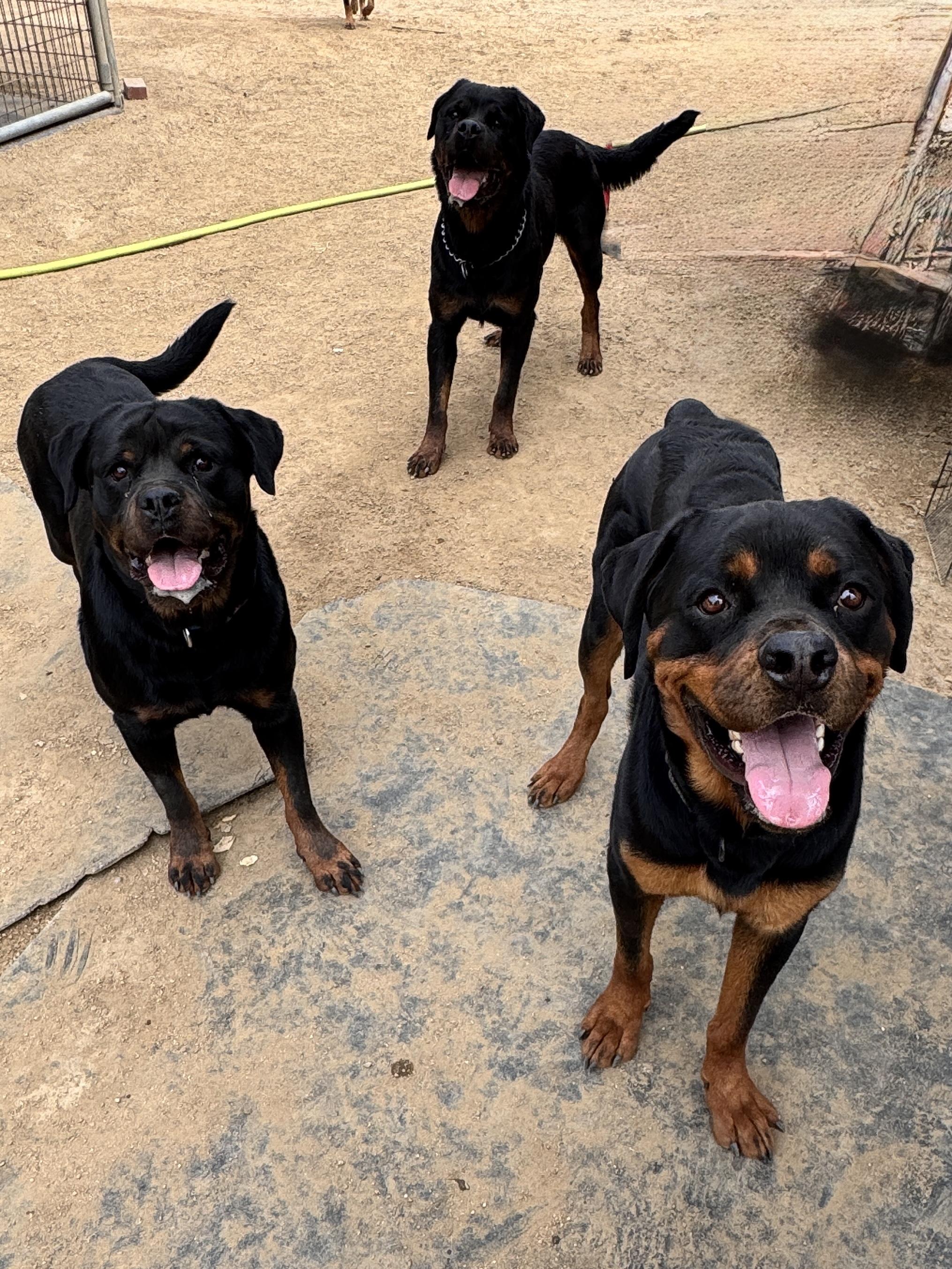 Enlarge Rhino, a ADOPTABLE Rottweiler in Perris, CA image 4/5