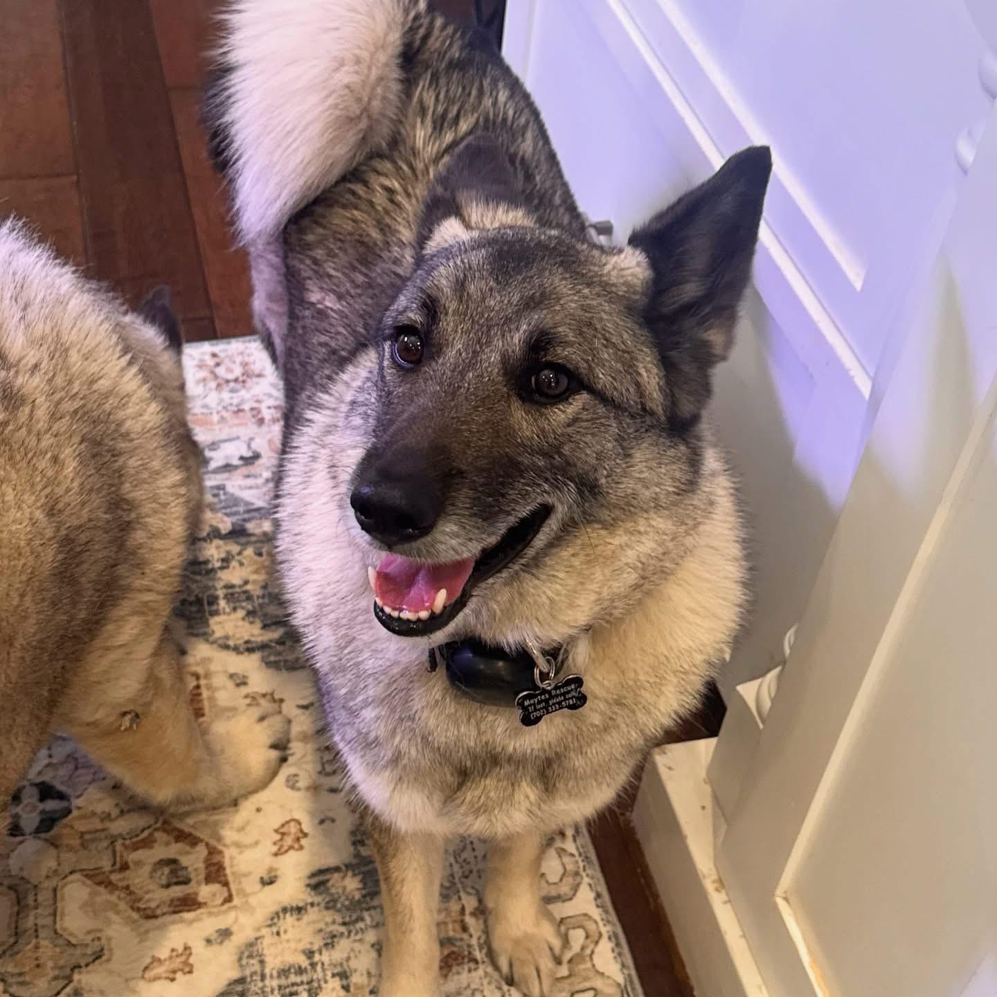 Enlarge Riley, a Adoptable Norwegian Elkhound in Las Vegas, NV image 1/2