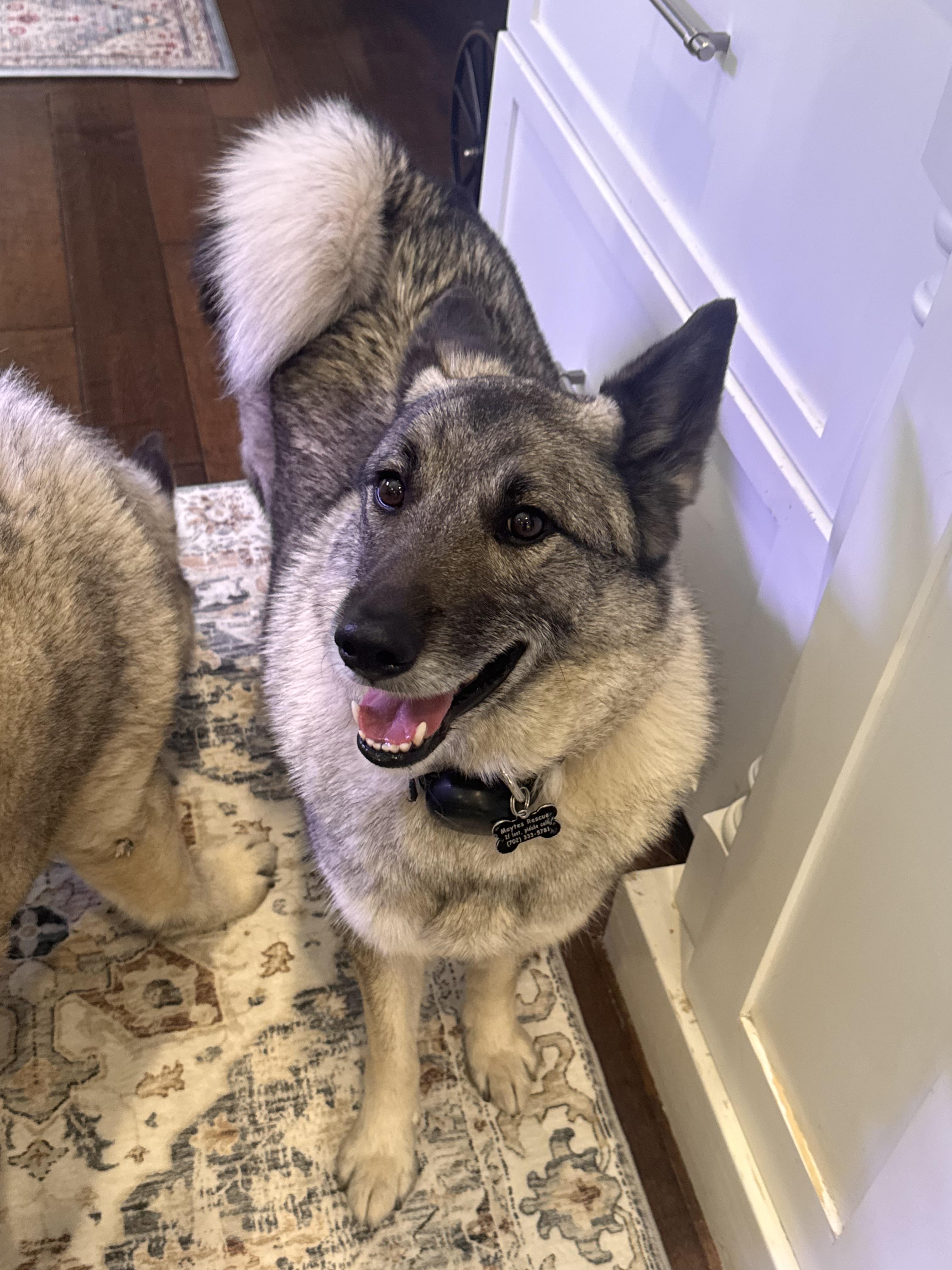 Riley, a Adoptable Norwegian Elkhound in Las Vegas, NV image 1/3