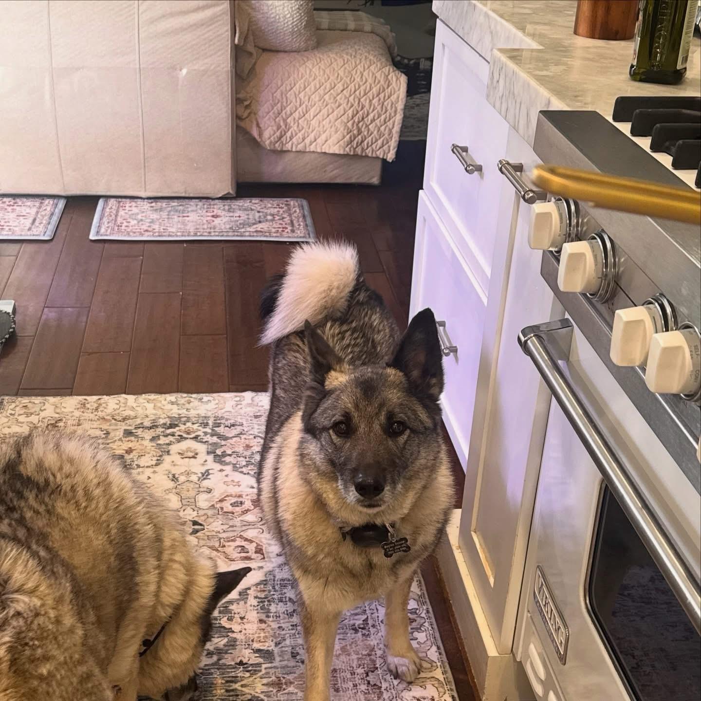 Enlarge Riley, a Adoptable Norwegian Elkhound in Las Vegas, NV image 2/2