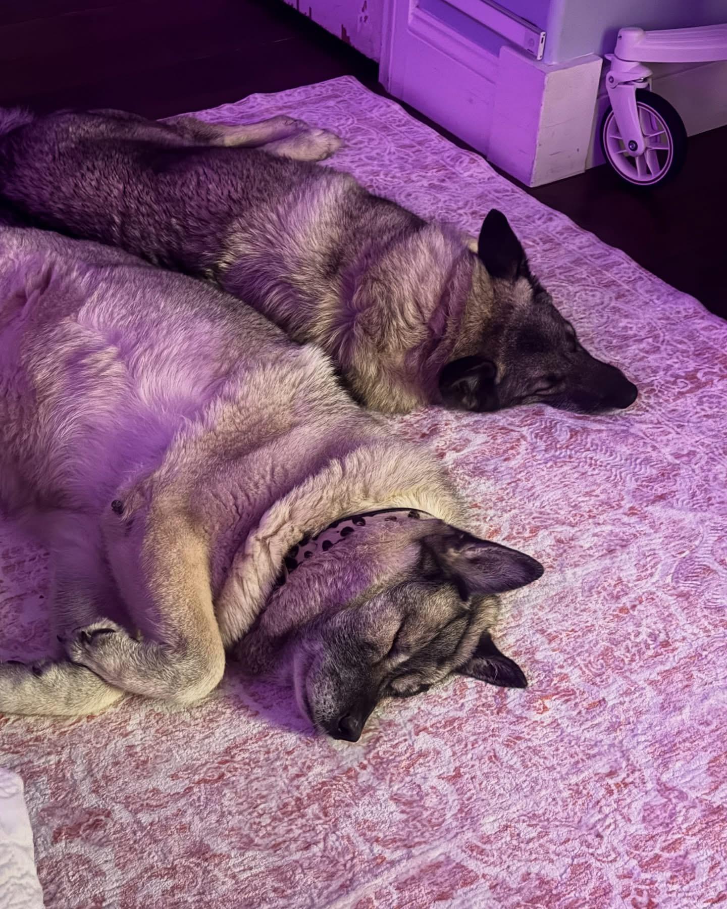 Riley, Adoptable, Adult Female Norwegian Elkhound.