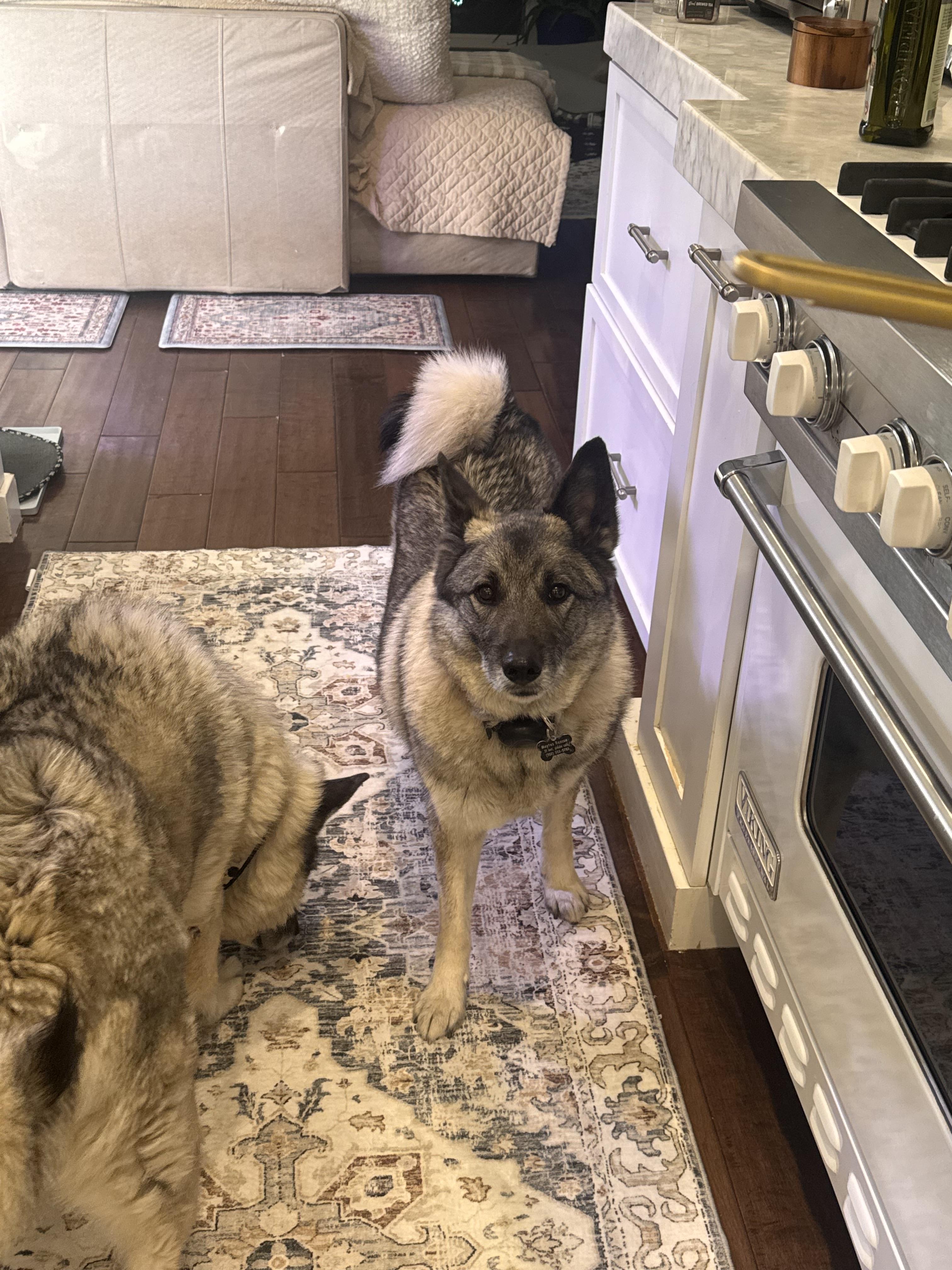 Riley, a Adoptable Norwegian Elkhound in Las Vegas, NV image 3/3