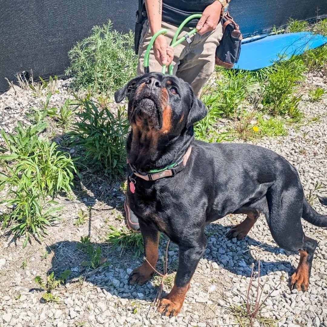 Baby-Bop, an adoptable Rottweiler in Detroit, MI image 4/5