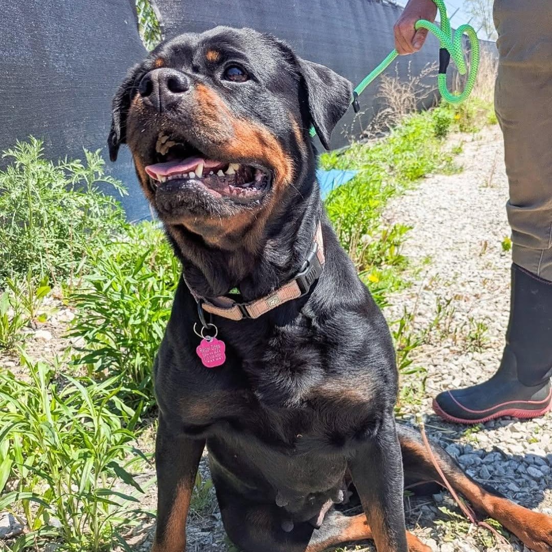 Baby-Bop, an adoptable Rottweiler in Detroit, MI image 2/5
