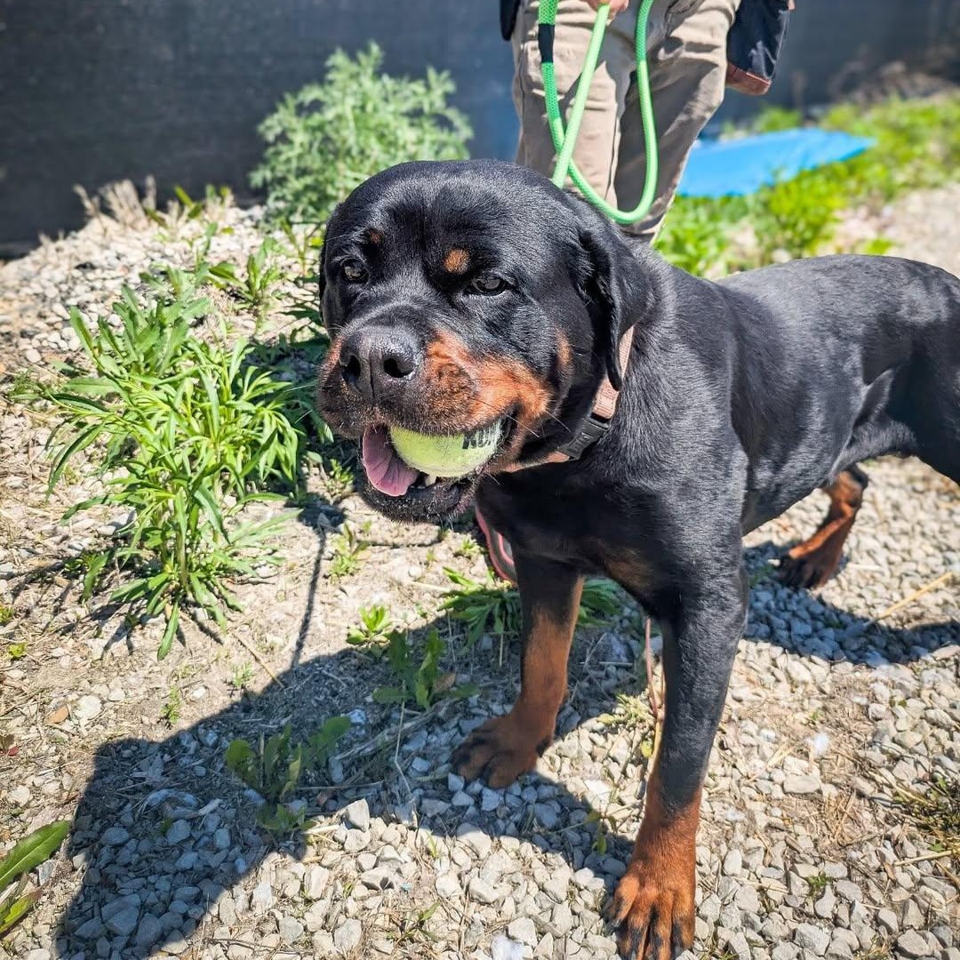 Baby-Bop, an adoptable Rottweiler in Detroit, MI image 3/5