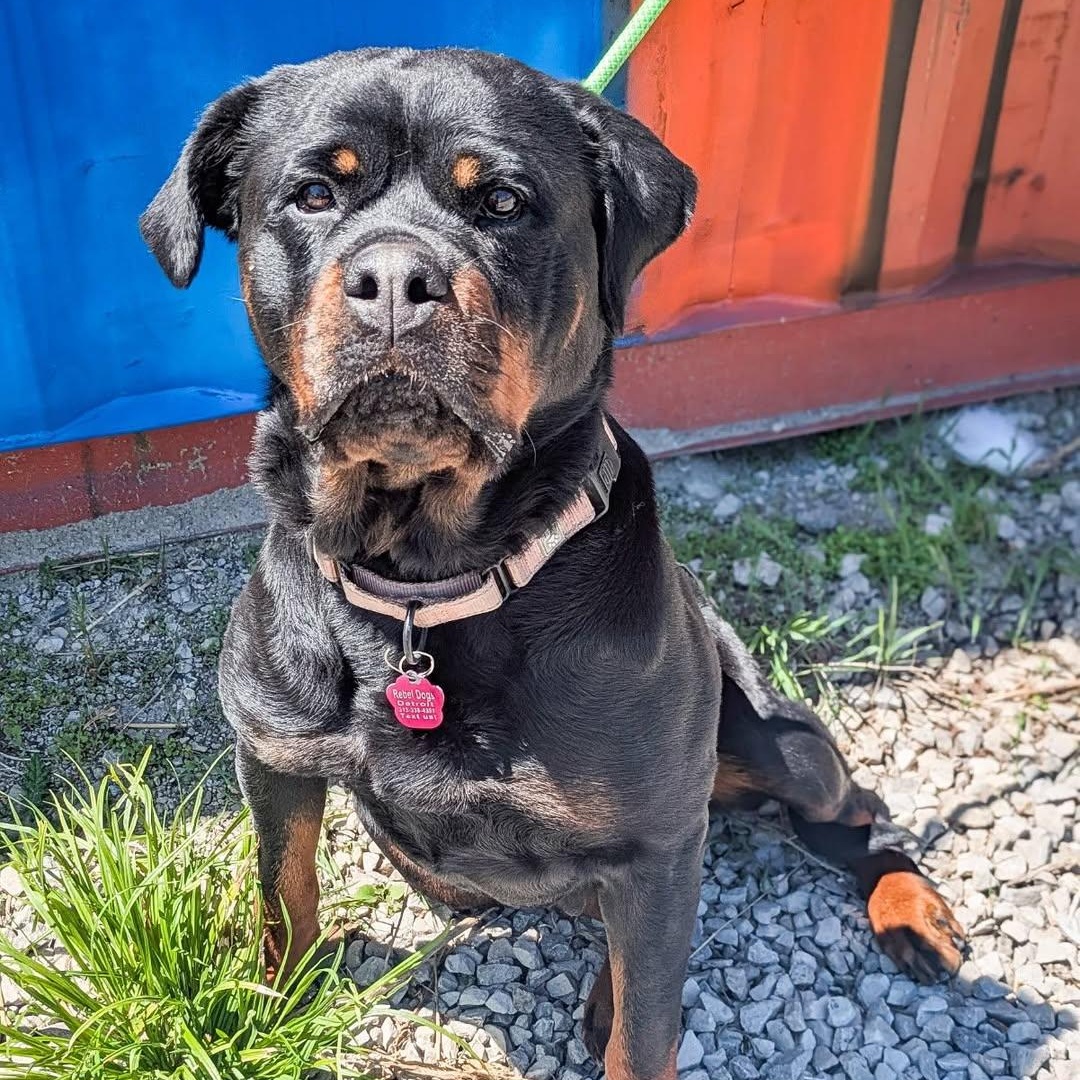 Baby-Bop, adoptable, Young Female Rottweiler.