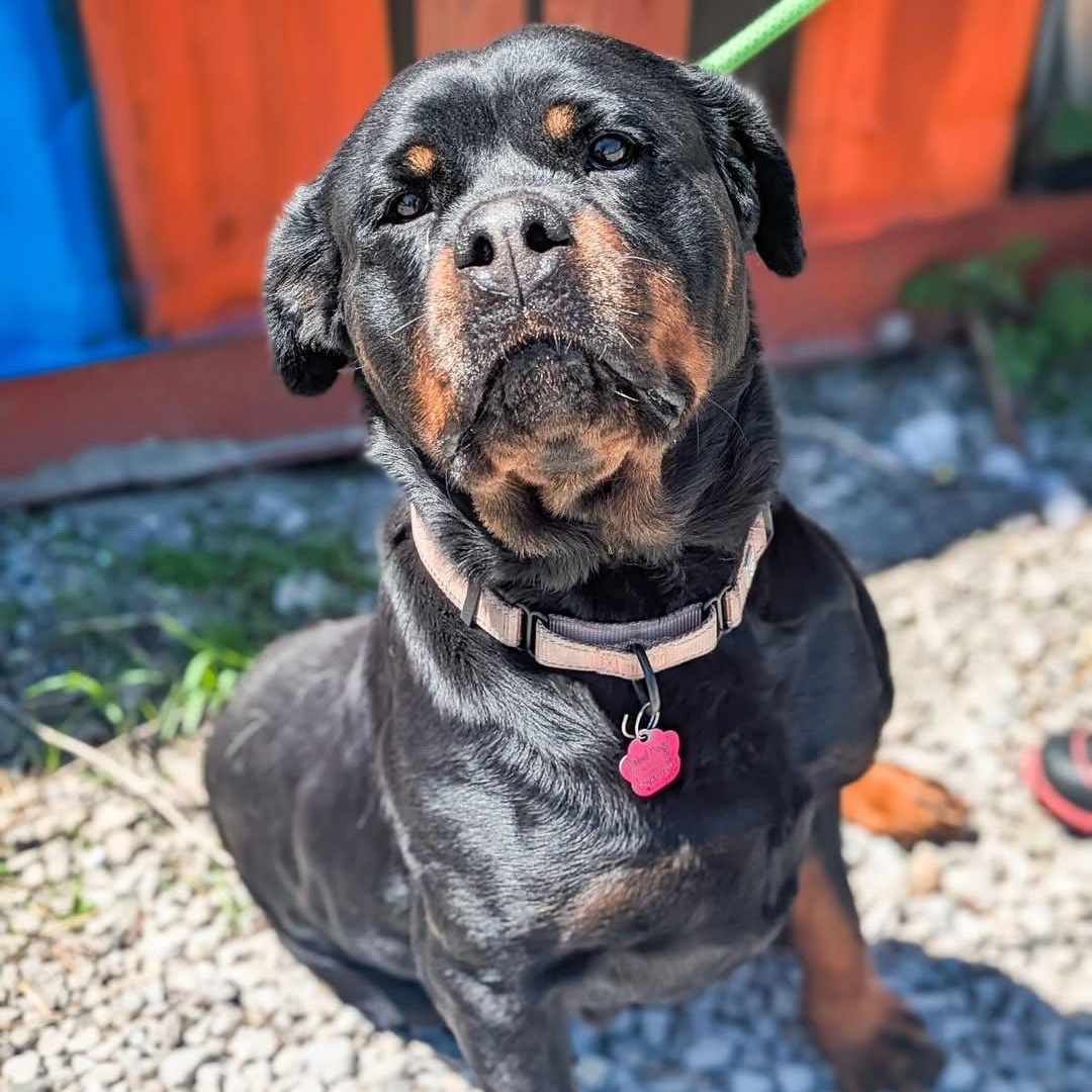 Baby-Bop, an adoptable Rottweiler in Detroit, MI image 5/5