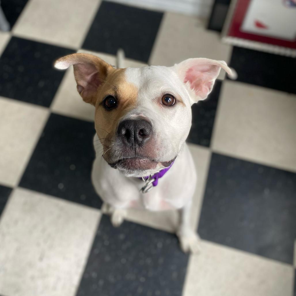 Solange, Adoptable, Adult Female Pit Bull Terrier.