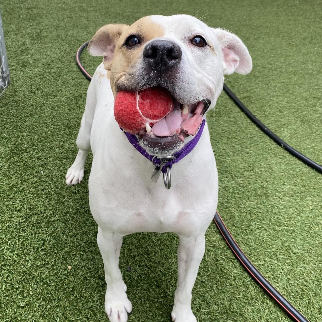 Enlarge Solange, a Adoptable Pit Bull Terrier in Los Angeles, CA image 4/6