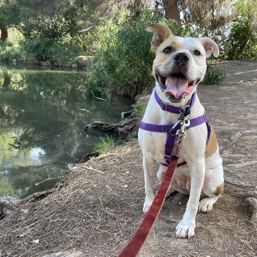 Solange, a Adoptable Pit Bull Terrier in Los Angeles, CA image 4/6