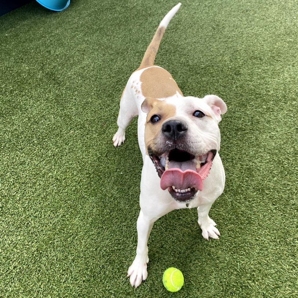 Enlarge Solange, a Adoptable Pit Bull Terrier in Los Angeles, CA image 6/6