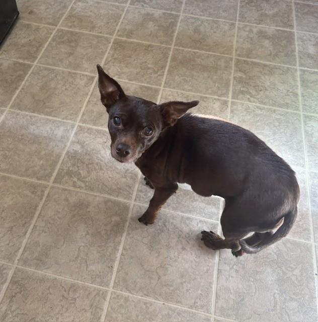 Glenda and Lucky, a ADOPTABLE Mixed Breed in Rochester, MN image 2/2