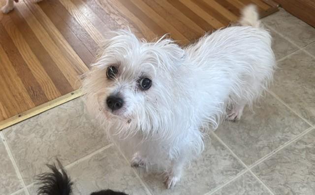 Glenda and Lucky, ADOPTABLE, Senior Female Mixed Breed.