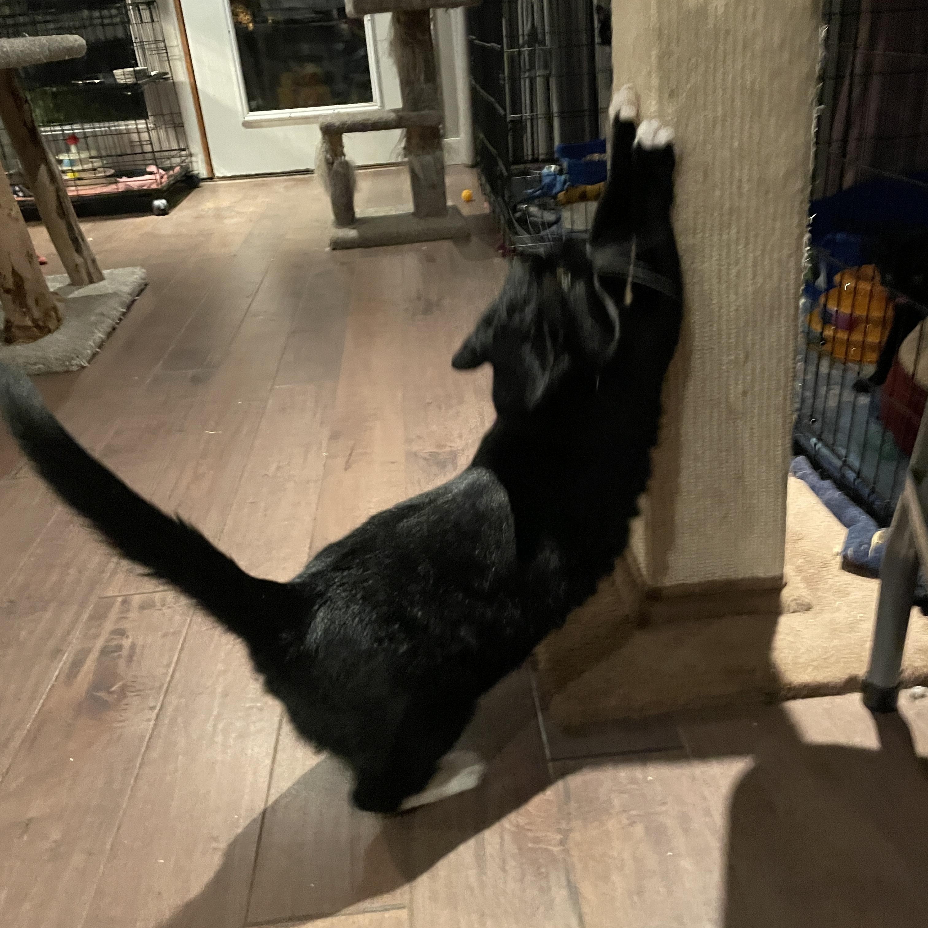 Lola, a ADOPTABLE Domestic Short Hair in Salt Spring Island, BC image 4/5
