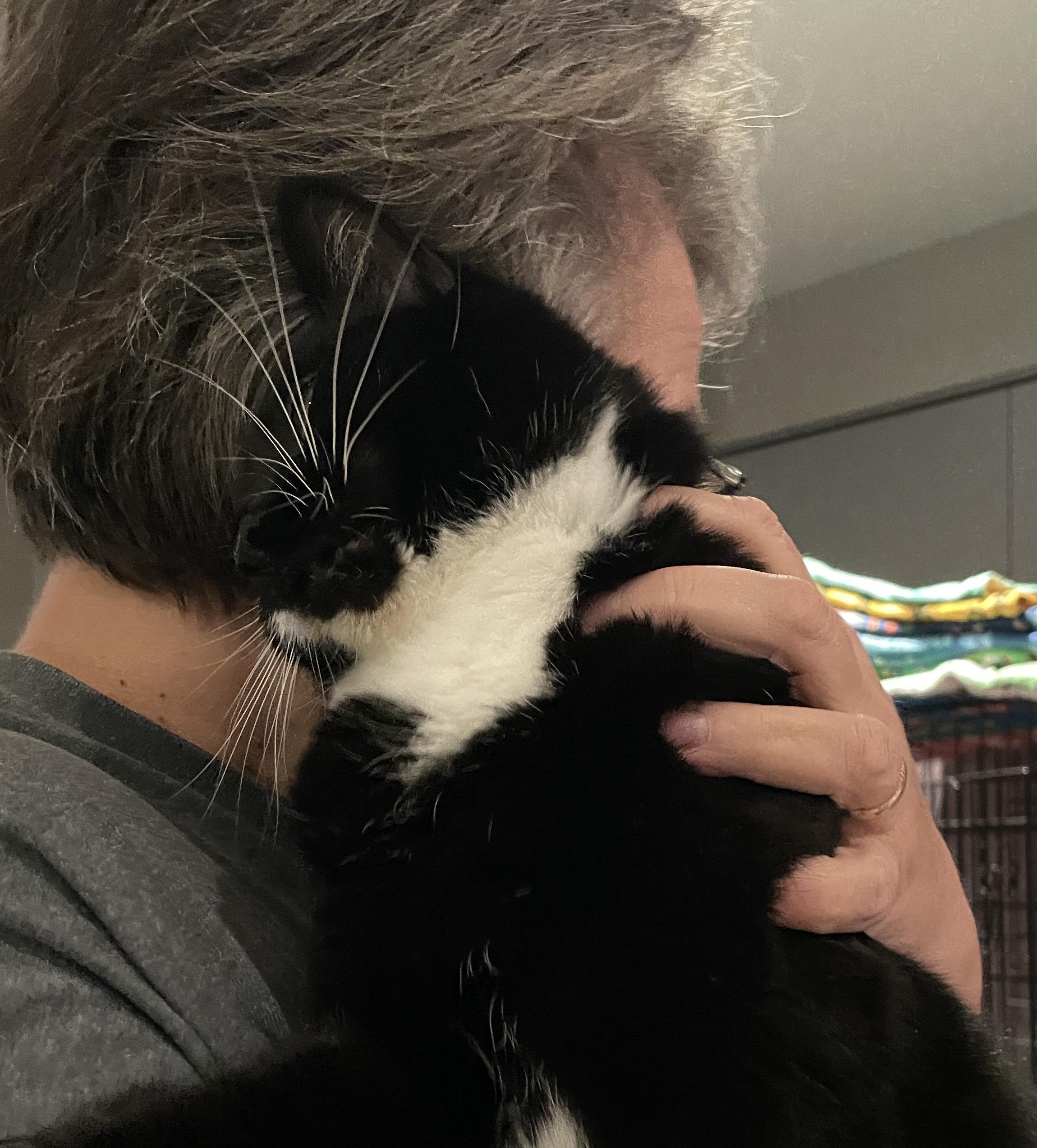Lola, a ADOPTABLE Domestic Short Hair in Salt Spring Island, BC image 5/5