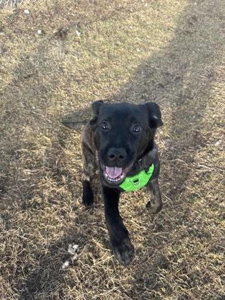 Dagwood, ADOPTABLE, Puppy Male Black Labrador Retriever.