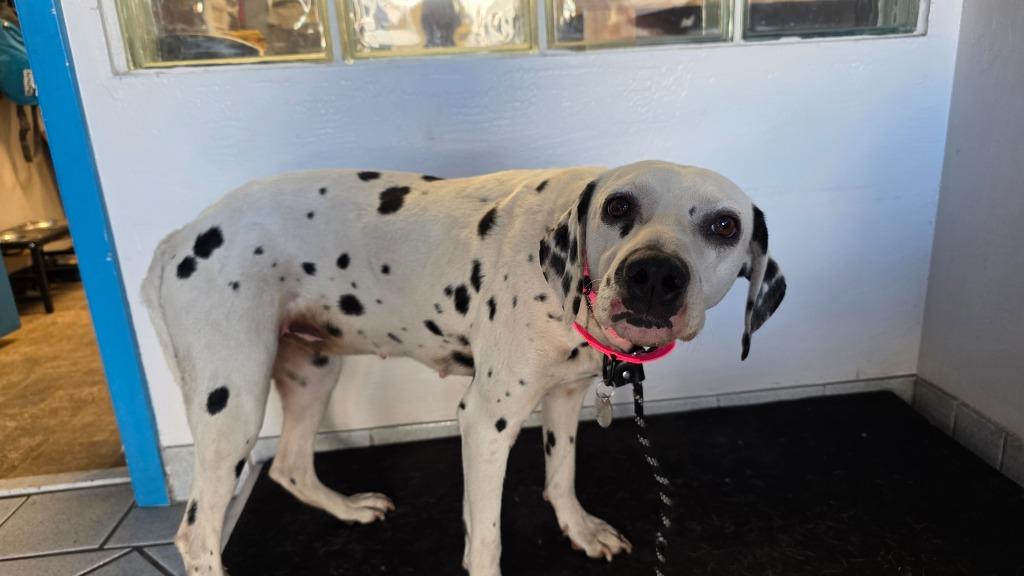Enlarge Cadpig, a Adoptable Dalmatian in Reno, NV image 1/2