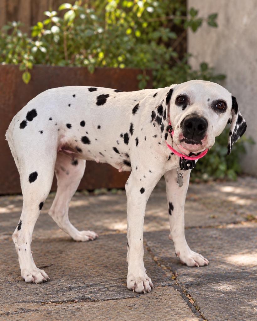 Enlarge Cadpig, a Adoptable Dalmatian in Reno, NV image 2/2