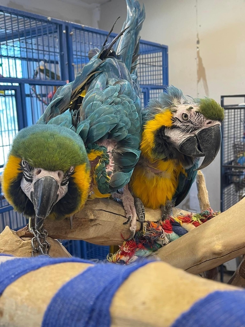 Enlarge Tootie & Pepino, a Adoptable Macaw in Blairstown, NJ image 1/2