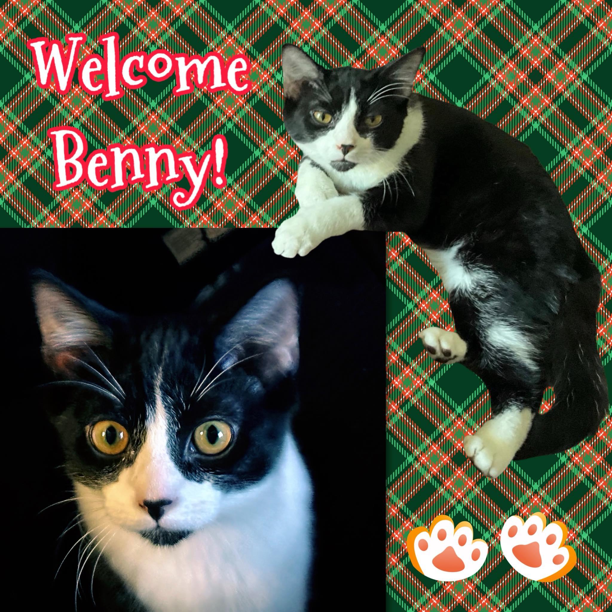 Benny, Adoptable, Kitten Male Tuxedo.