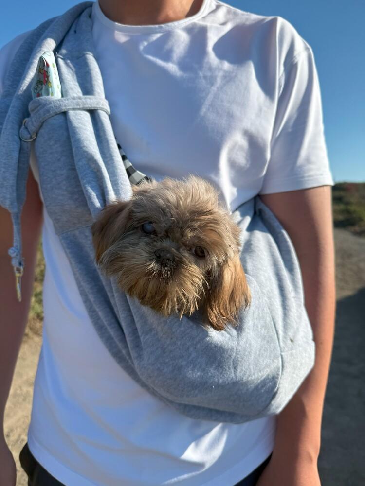 Gina, Adopted, Puppy Female Shih Tzu.