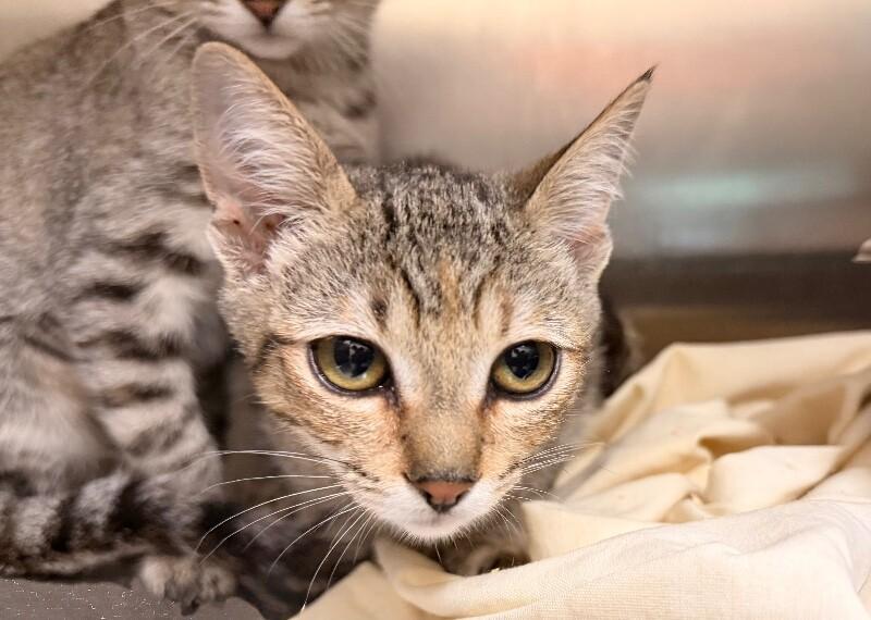 Enlarge Panther, a Adoptable Domestic Short Hair in Disputanta, VA image 1/3