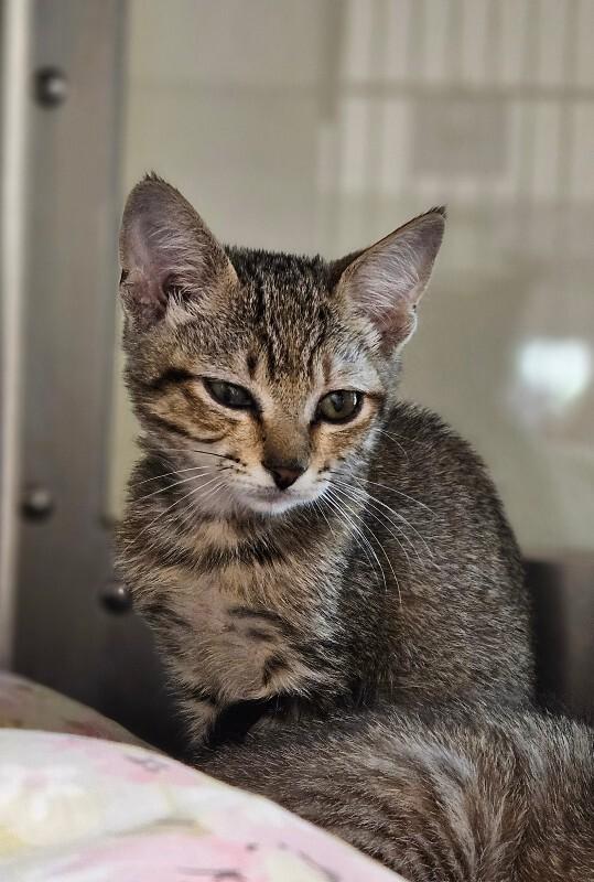 Enlarge Panther, a Adoptable Domestic Short Hair in Disputanta, VA image 2/3