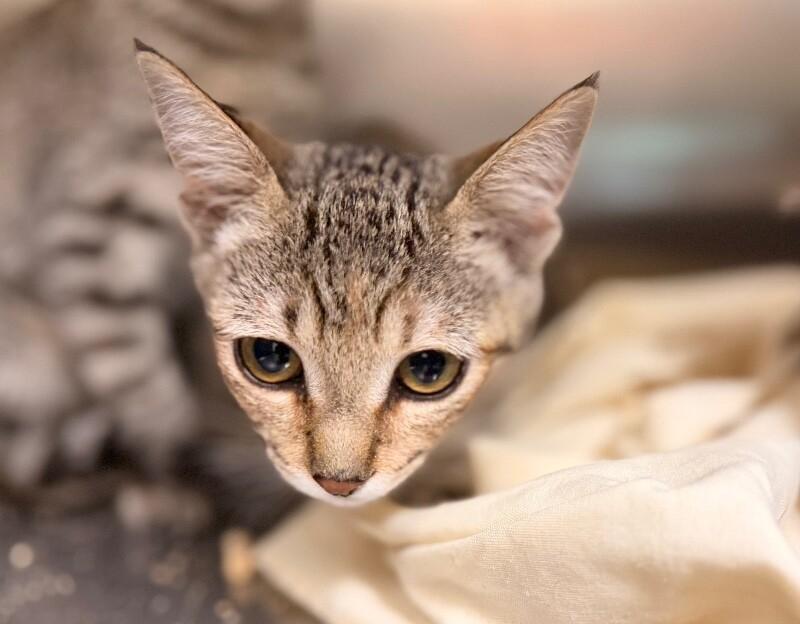 Enlarge Panther, a Adoptable Domestic Short Hair in Disputanta, VA image 3/3