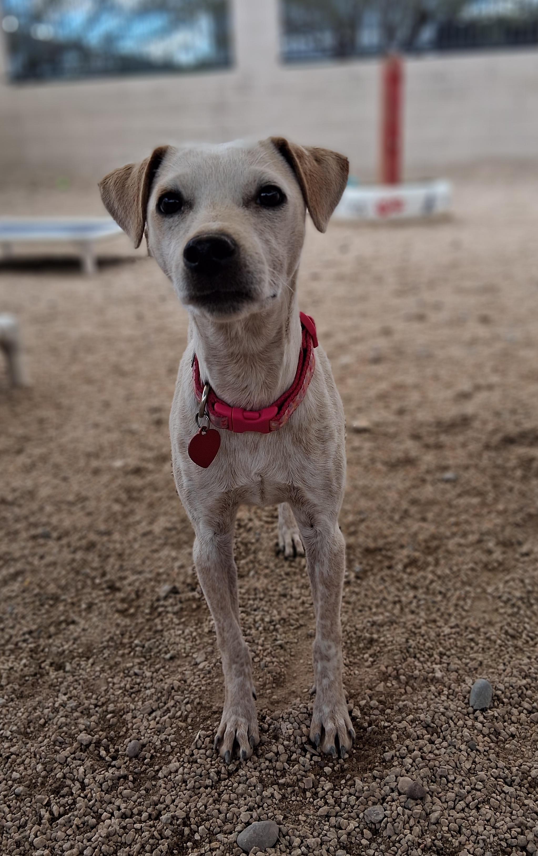 Enlarge Arianna, a ADOPTABLE mixed breed in Phoenix, AZ image 3/4