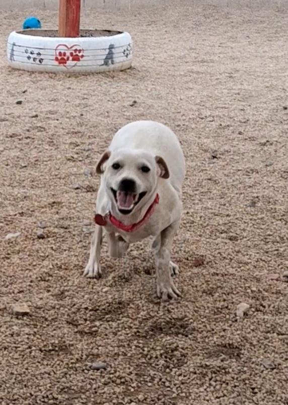 Enlarge Arianna, a ADOPTABLE mixed breed in Phoenix, AZ image 4/4