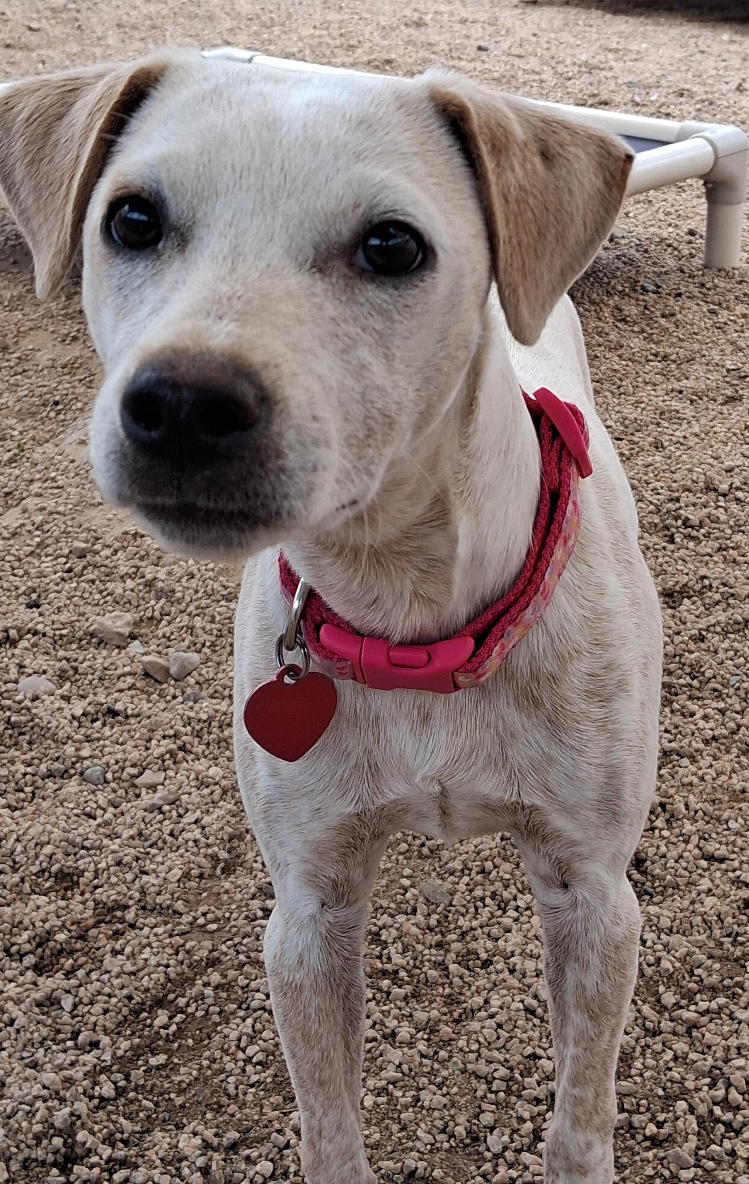 Enlarge Arianna, a ADOPTABLE mixed breed in Phoenix, AZ image 1/4