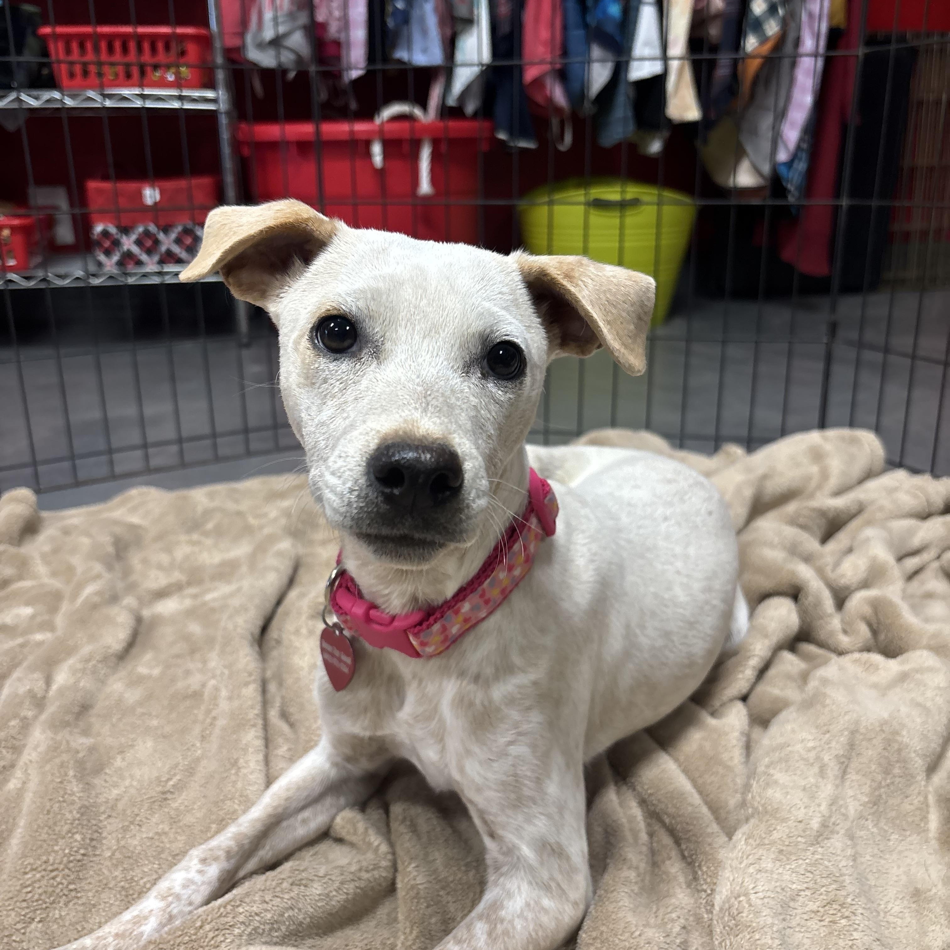 Enlarge Arianna, a ADOPTABLE mixed breed in Phoenix, AZ image 2/4