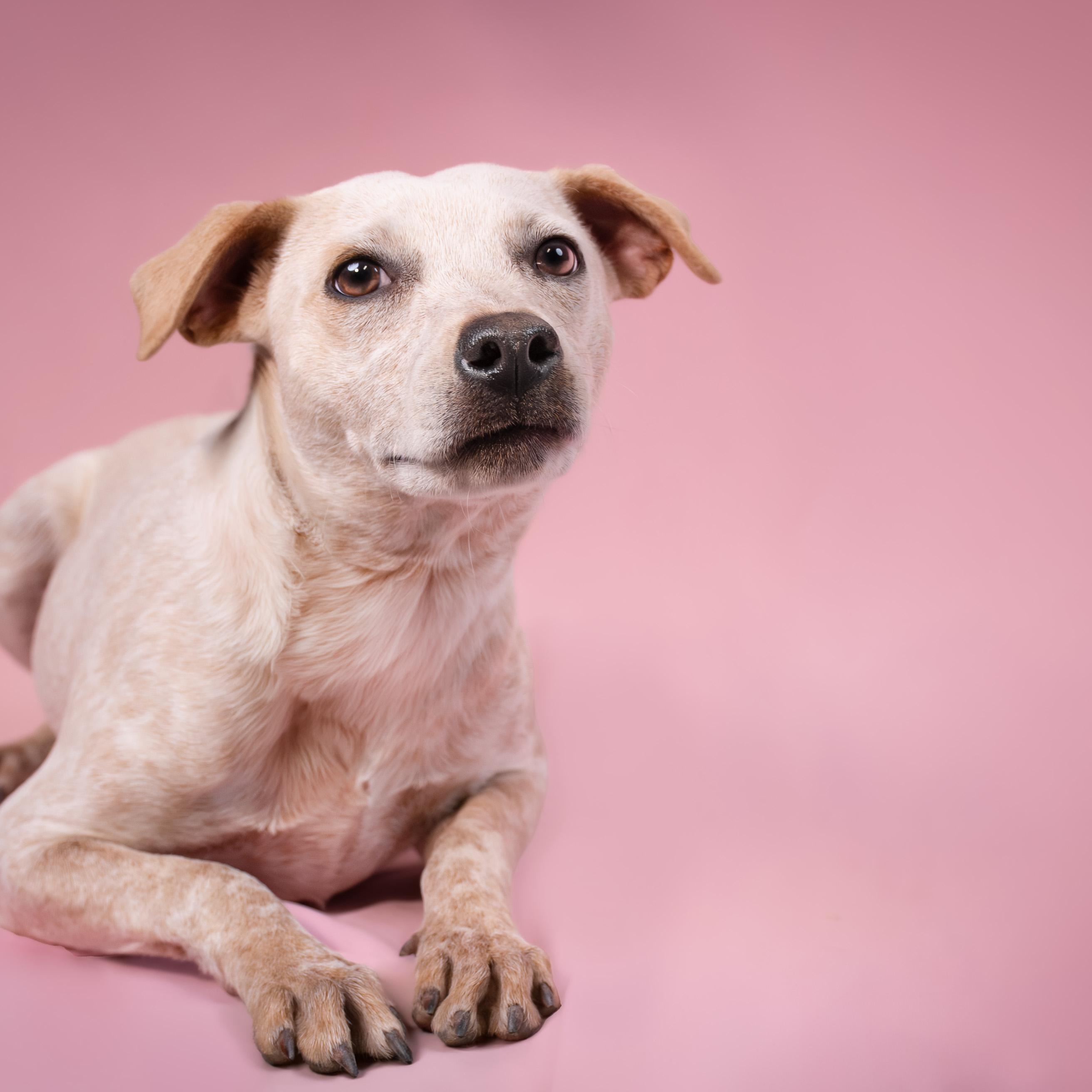 Enlarge Arianna, a ADOPTABLE mixed breed in Phoenix, AZ image 2/6