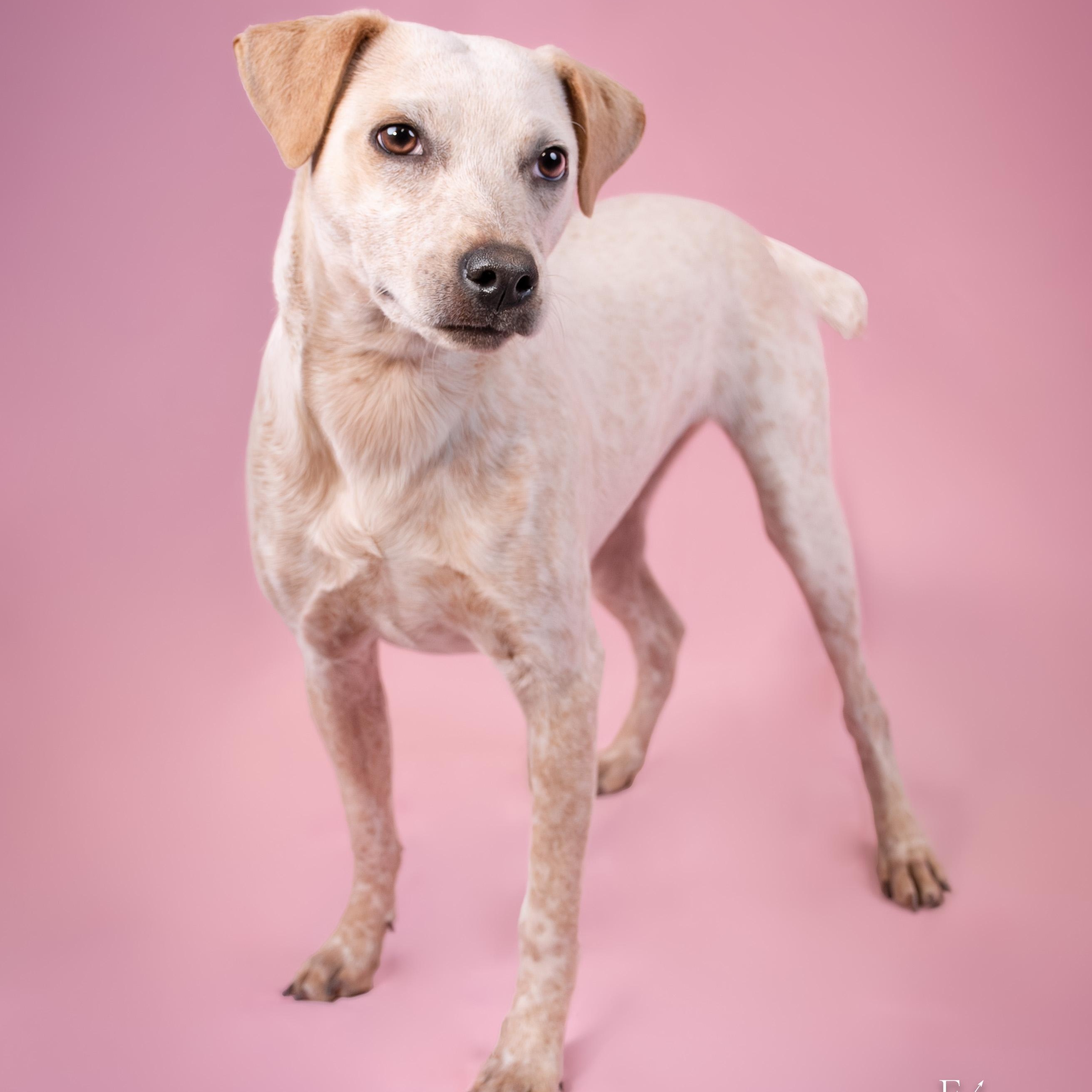 Arianna, ADOPTABLE, Puppy Female Australian Cattle Dog / Blue Heeler.