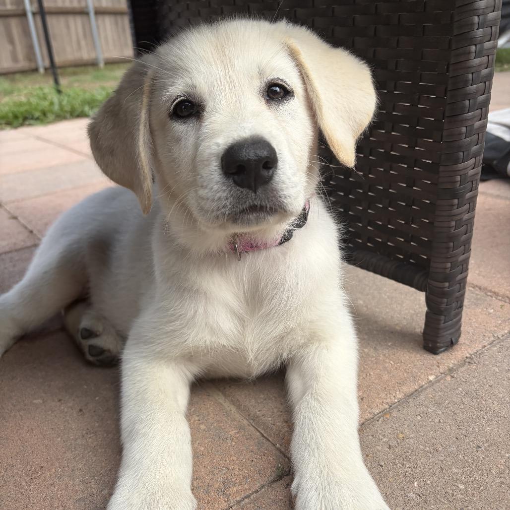 Florence, Adopted, Puppy Female Yellow Labrador Retriever & Border Collie.