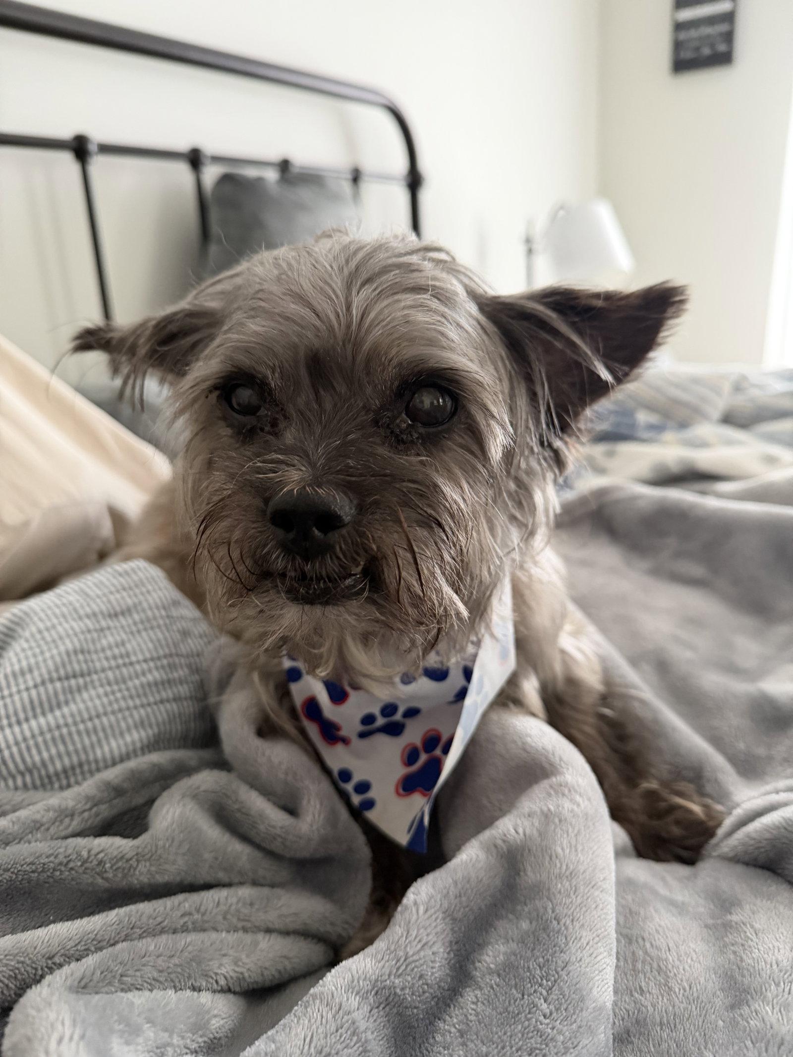 Talivar in RI, a Adoptable Terrier in Cranston, RI image 1/3