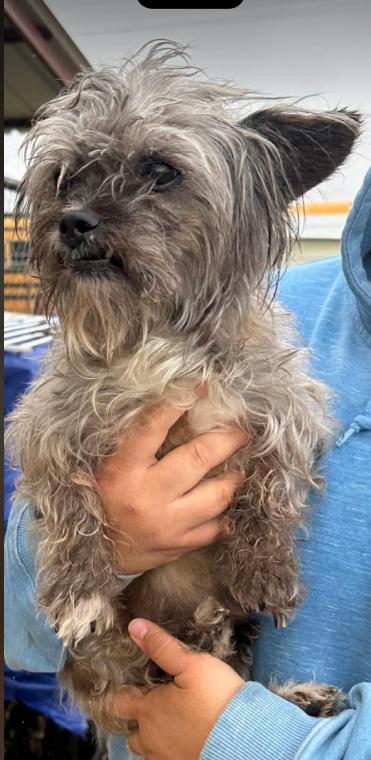 Talivar in TX, a Adoptable Terrier in Cranston, RI image 1/3