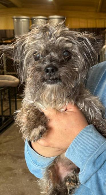 Talivar in TX, a Adoptable Terrier in Cranston, RI image 2/3