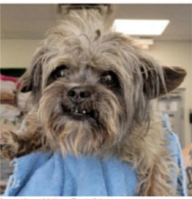 Talivar in TX, a Adoptable Terrier in Cranston, RI image 3/3